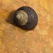 Common Periwinkle - Photo (c) Nicole Viana, some rights reserved (CC BY), uploaded by Nicole Viana
