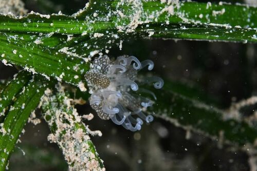 Bunodeopsis strumosa - Photo (c) xavi salvador costa, some rights reserved (CC BY-NC)