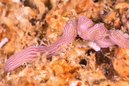 Baseodiscus delineatus - Photo (c) xavi salvador costa, some rights reserved (CC BY-NC)