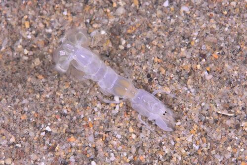 Sand Ghost Shrimp - Photo (c) xavi salvador costa, some rights reserved (CC BY-NC)