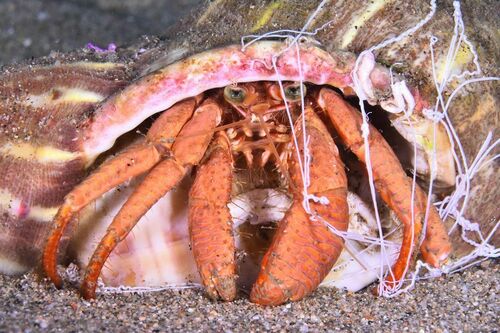 Dardanus arrosor - Photo (c) xavi salvador costa, some rights reserved (CC BY-NC)