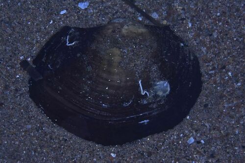Potomida littoralis - Photo (c) xavi salvador costa, some rights reserved (CC BY-NC)