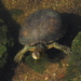 European Pond Turtle - Photo (c) Enric Badosa, some rights reserved (CC BY-NC), uploaded by Enric Badosa