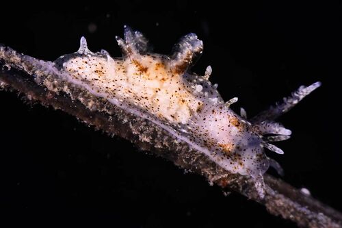 Goniodorididae - Photo (c) xavi salvador costa, some rights reserved (CC BY-NC)