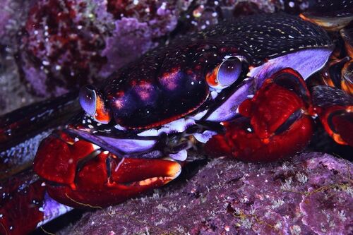 East Atlantic Sally Lightfoot Crab - Photo (c) xavi salvador costa, some rights reserved (CC BY-NC)