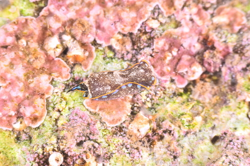 Camachoaglaja africana - Photo (c) xavi salvador costa, some rights reserved (CC BY-NC)