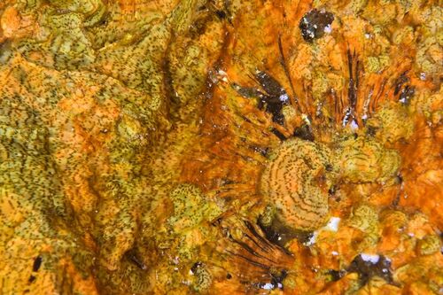 Lobophora canariensis - Photo (c) xavi salvador costa, some rights reserved (CC BY-NC)