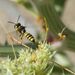 Cerceris arenaria - Photo (c) mediambient_ajelprat, some rights reserved (CC BY-NC), uploaded by mediambient_ajelprat