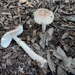 Amanita rubescens - Photo (c) Nuria Benaiges, some rights reserved (CC BY), uploaded by Nuria Benaiges