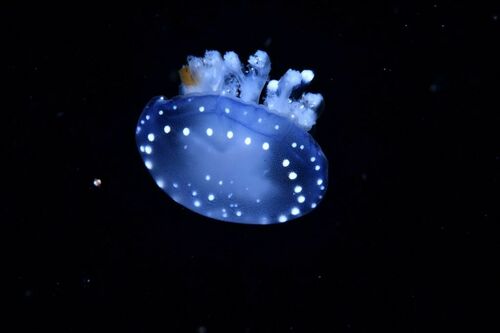 Australian Spotted Jelly - Photo (c) xavi salvador costa, some rights reserved (CC BY-NC)
