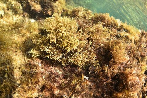 Cystoseira brachycarpa - Photo (c) xavi salvador costa, some rights reserved (CC BY-NC)