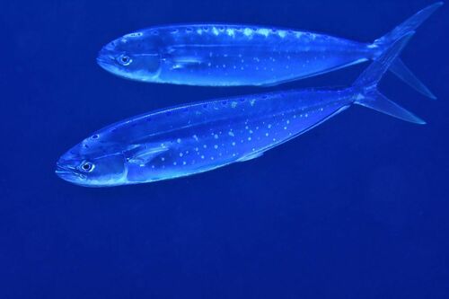 Common Dolphinfish - Photo (c) xavi salvador costa, some rights reserved (CC BY-NC)