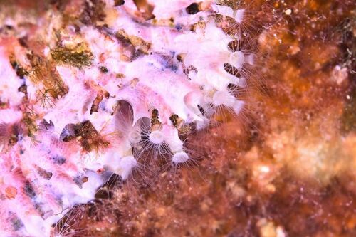 Nausithoe punctata - Photo (c) xavi salvador costa, some rights reserved (CC BY-NC)