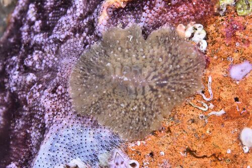 Planocera graffi - Photo (c) xavi salvador costa, some rights reserved (CC BY-NC)