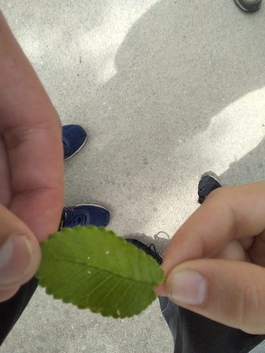 Elms - Photo (c) seaprat, some rights reserved (CC BY-NC)