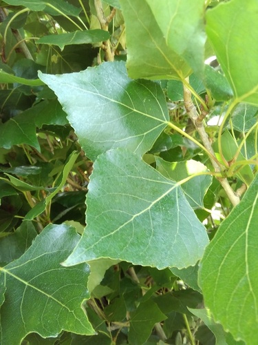 Populus nigra - Photo (c) seaprat, some rights reserved (CC BY-NC)