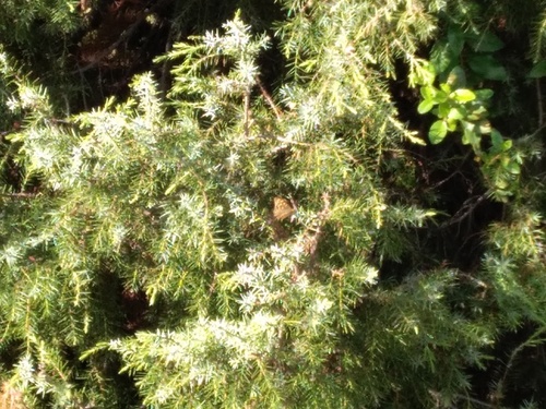 Juniperus oxycedrus macrocarpa - Photo (c) seaprat, some rights reserved (CC BY-NC)