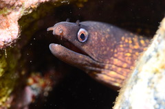 Mediterranean Moray - Photo (c) jastals, some rights reserved (CC BY-NC)