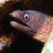 Mediterranean Moray - Photo (c) jastals, some rights reserved (CC BY-NC)