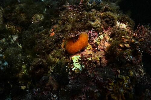 Sea Pork (Genus Aplidium) · MINKA