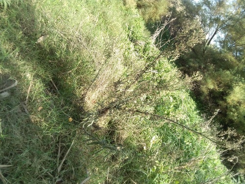 Fleabanes and Horseweeds - Photo (c) seaprat, some rights reserved (CC BY-NC)