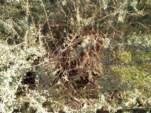 Mediterranean Saltbush - Photo (c) seaprat, some rights reserved (CC BY-NC)