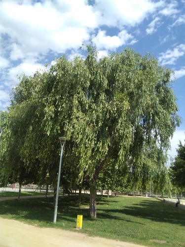 Salix pendulina - Photo (c) seaprat, some rights reserved (CC BY-NC)