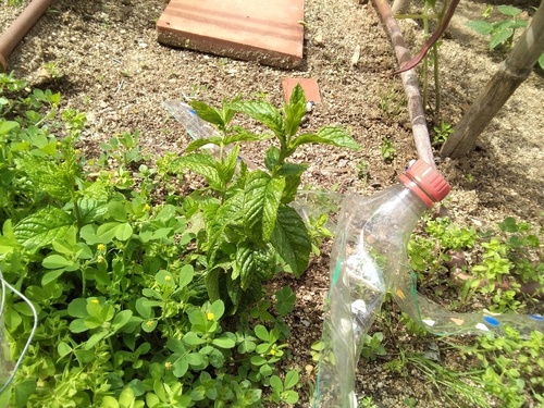 Mentha piperita - Photo (c) seaprat, some rights reserved (CC BY-NC)