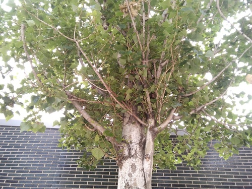 Populus nigra italica - Photo (c) seaprat, some rights reserved (CC BY-NC)