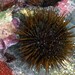 Atlantic Purple Sea Urchin - Photo (c) Miquel Pontes, some rights reserved (CC BY-NC-SA), uploaded by Miquel Pontes