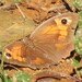 Meadow Brown - Photo (c) Vicenç Roig Vidal, some rights reserved (CC BY-NC), uploaded by Vicenç Roig Vidal