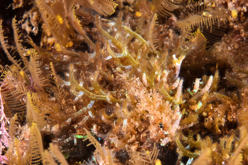 Chylocladia verticillata - Photo (c) xavi salvador costa, some rights reserved (CC BY-NC)