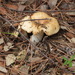 Russula praetervisa - Photo (c) Vicenç Roig Vidal, some rights reserved (CC BY-NC), uploaded by Vicenç Roig Vidal