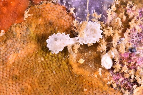 Didemnum maculosum - Photo (c) xavi salvador costa, some rights reserved (CC BY-NC)