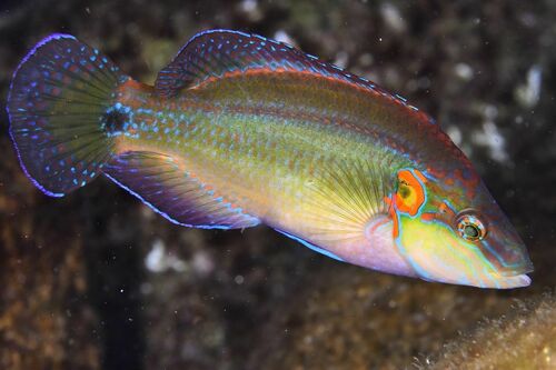 Ocellated Wrasse (Symphodus ocellatus) · MINKA