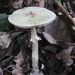 Amanita citrina - Photo (c) Jordi Corbera, some rights reserved (CC BY), uploaded by Jordi Corbera