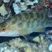 Brown Wrasse - Photo (c) FECDAS MEDI AMBIENT, some rights reserved (CC BY-NC), uploaded by FECDAS MEDI AMBIENT