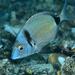 Two-banded Sea Bream - Photo (c) FECDAS MEDI AMBIENT, some rights reserved (CC BY-NC), uploaded by FECDAS MEDI AMBIENT