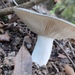 Russula cyanoxantha - Photo (c) Francesc_F, some rights reserved (CC BY-NC), uploaded by Francesc_F