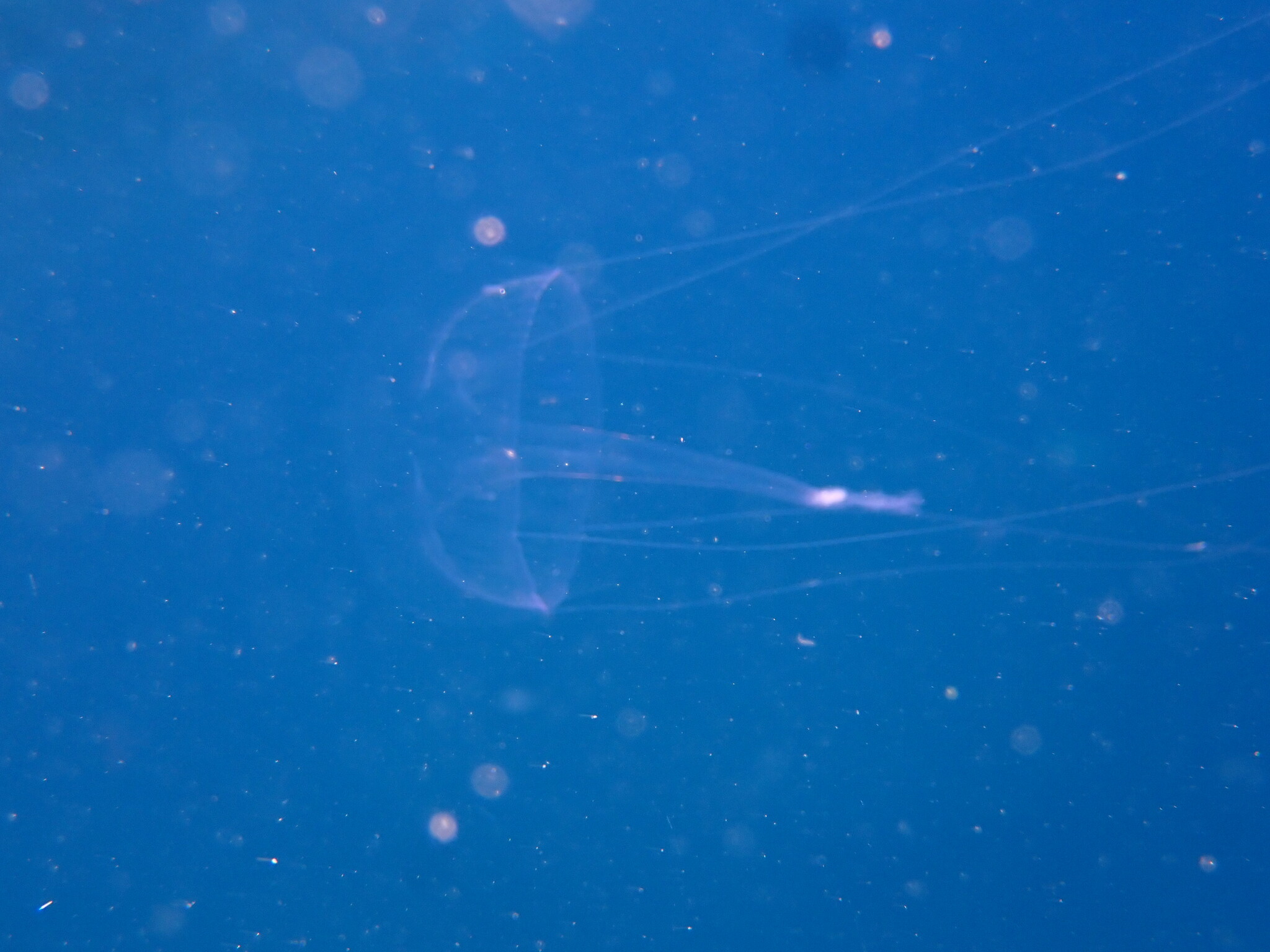Geryonia proboscidalis (Forsskål, 1775)