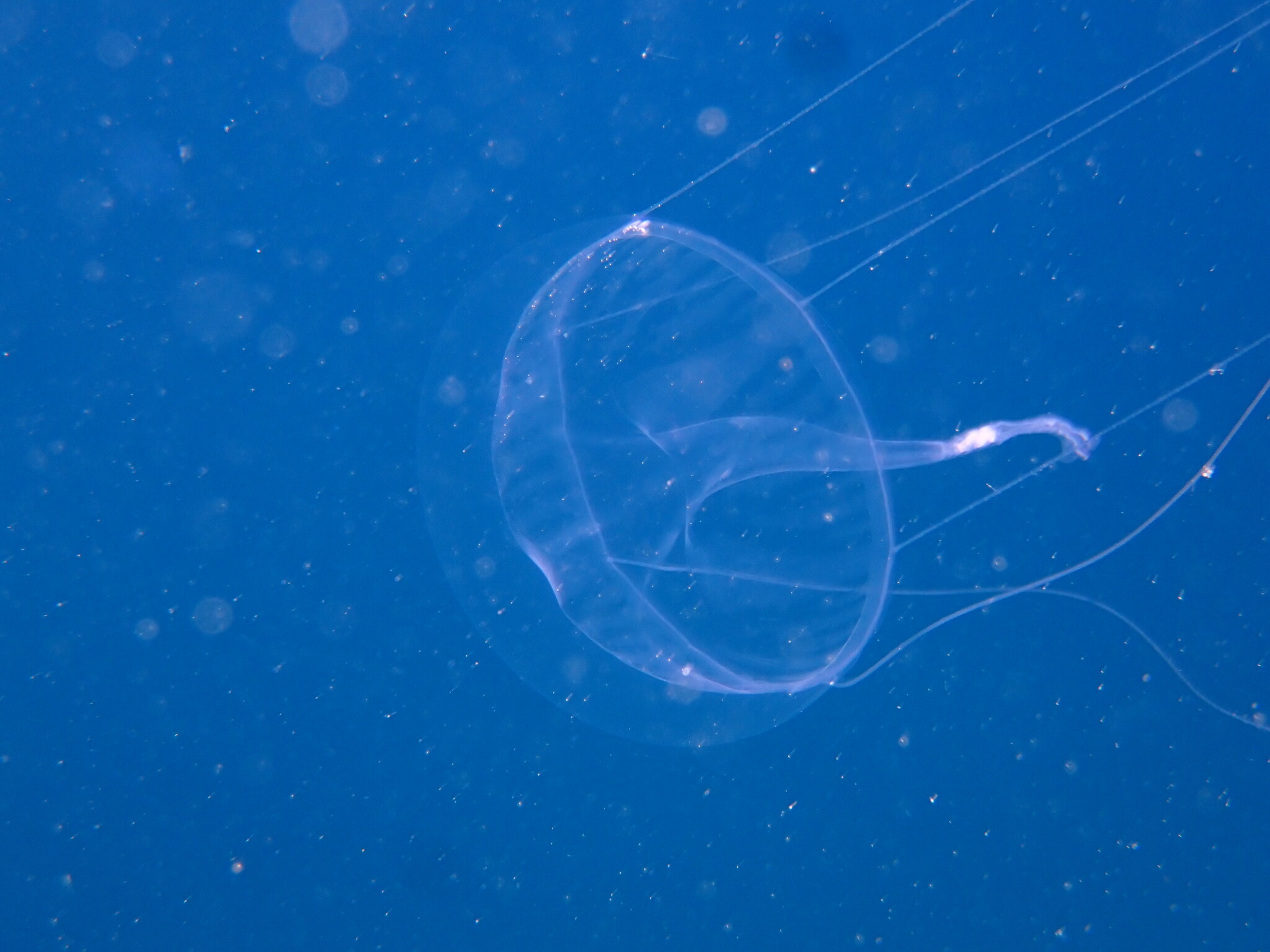 Geryonia proboscidalis (Forsskål, 1775)