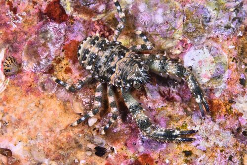 Black Squat Lobster - Photo (c) xavi salvador costa, some rights reserved (CC BY-NC)