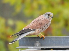 Eurasian Kestrel - Photo (c) Vicenç Roig Vidal, some rights reserved (CC BY-NC), uploaded by Vicenç Roig Vidal