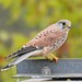 Eurasian Kestrel - Photo (c) Vicenç Roig Vidal, some rights reserved (CC BY-NC), uploaded by Vicenç Roig Vidal
