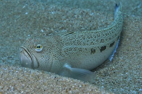 Spotted Weever - Photo (c) xavi salvador costa, some rights reserved (CC BY-NC)