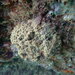 Stinker Sponge - Photo (c) Manel Ortega, some rights reserved (CC BY), uploaded by Manel Ortega