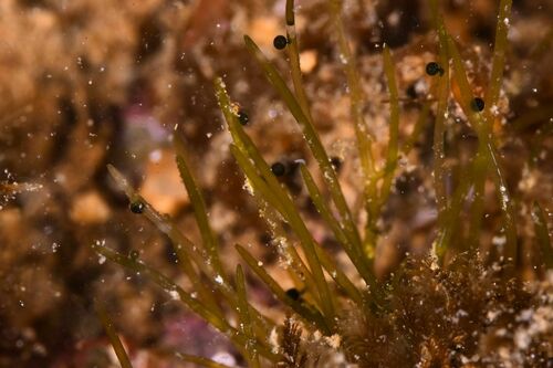 Pedobesia simplex - Photo (c) xavi salvador costa, some rights reserved (CC BY-NC)