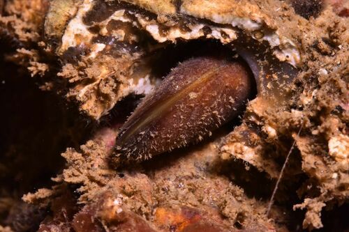 Date Shell - Photo (c) xavi salvador costa, some rights reserved (CC BY-NC)