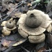 Geastrum triplex - Photo (c) Jordi Corbera, some rights reserved (CC BY), uploaded by Jordi Corbera