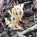 Clavulina coralloides - Photo (c) Jordi Corbera, some rights reserved (CC BY), uploaded by Jordi Corbera
